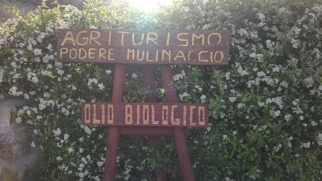 Agriturismo Podere Mulinaccio Ribolla Εξωτερικό φωτογραφία